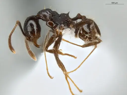 Pheidole zelata - ECOFOG-IT14-0435-59