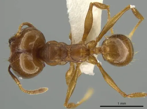 Pheidole zelata - JTLC000016580