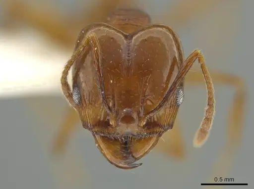 Pheidole zelata - JTLC000016580