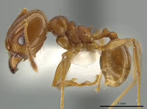 Pheidole zelata - JTLC000016580