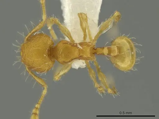 Pheidole zeteki specimen