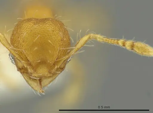 Pheidole zeteki specimen
