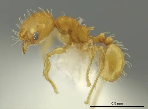 Pheidole zeteki specimen