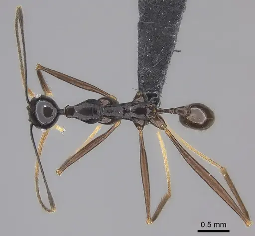 Pheidole zirafy specimen