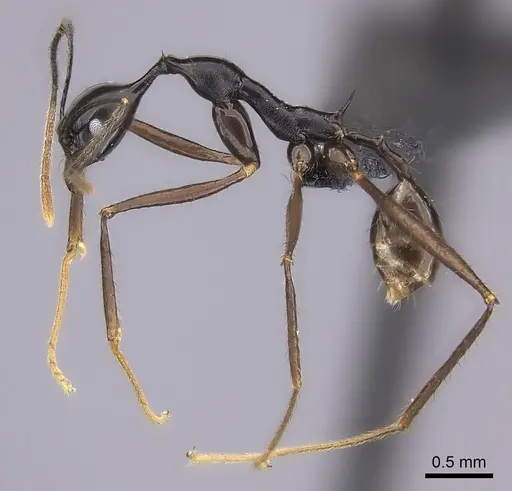 Pheidole zirafy specimen