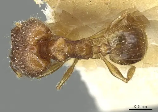 Pheidole zoceana specimen