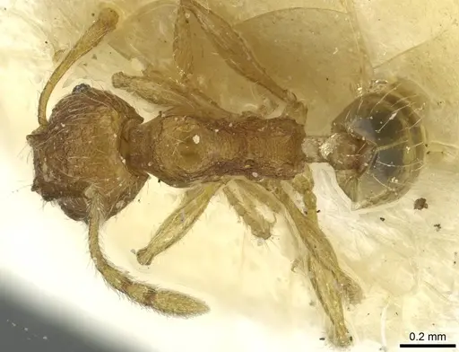 Pheidole zoceana - CASENT0913374