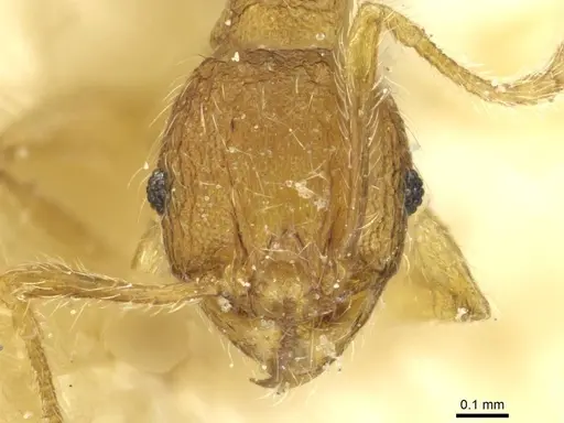 Pheidole zoceana - CASENT0913374