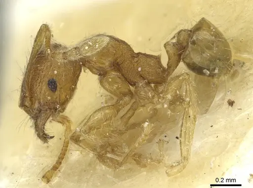 Pheidole zoceana - CASENT0913374