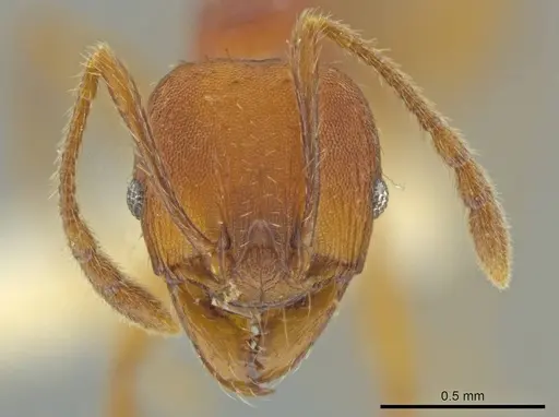 Pheidole zoster specimen