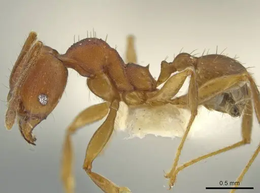 Pheidole zoster specimen