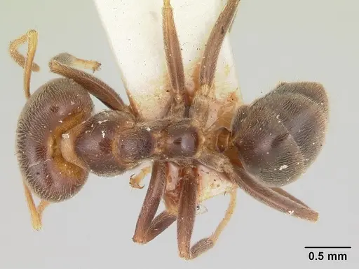 Philidris brunnea specimen