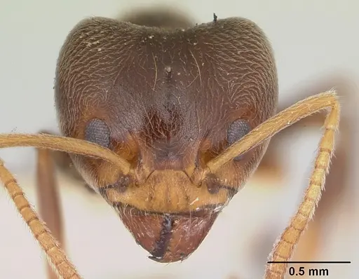 Philidris brunnea specimen