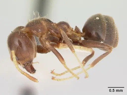 Philidris brunnea specimen