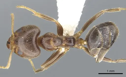 Philidris brunnea - CASENT0902999