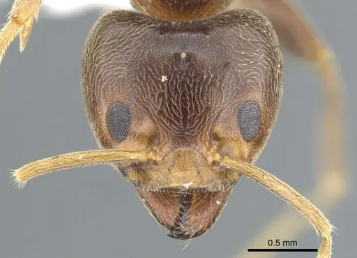 Philidris brunnea - CASENT0902999