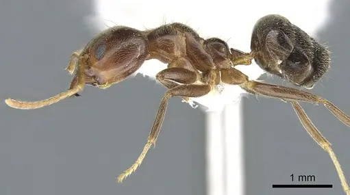 Philidris brunnea - CASENT0902999