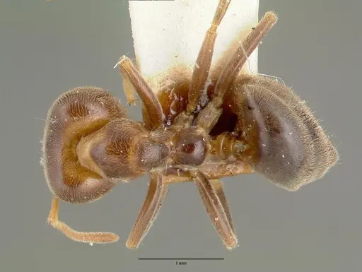 Philidris brunnea - CASTYPE06973