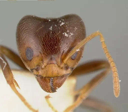 Philidris brunnea - CASTYPE06973