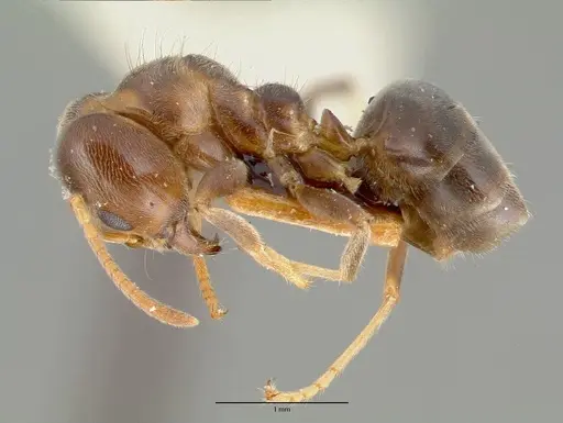 Philidris brunnea - CASTYPE06973