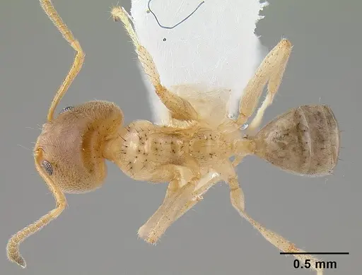 Philidris cordata specimen