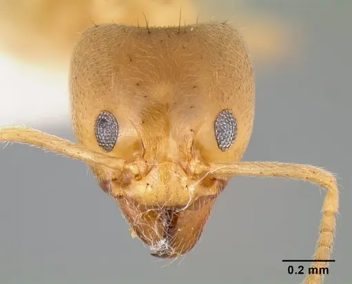 Philidris cordata specimen