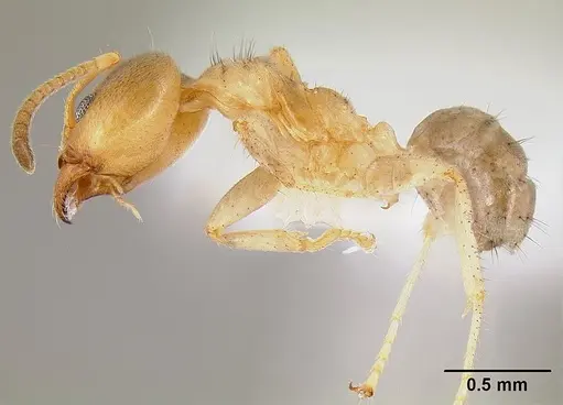 Philidris cordata specimen