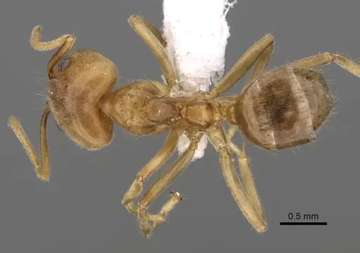 Philidris cordata - CASENT0249757