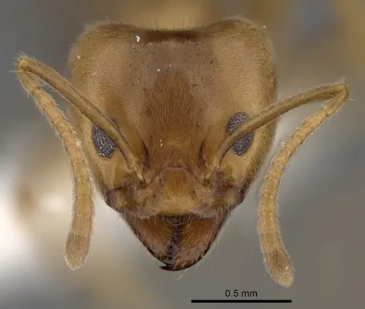 Philidris cordata - CASENT0249757