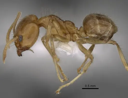 Philidris cordata - CASENT0249757