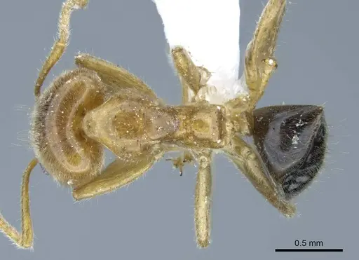 Philidris cordata - CASENT0740778