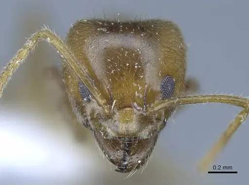 Philidris cordata - CASENT0740778