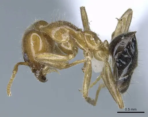 Philidris cordata - CASENT0740778