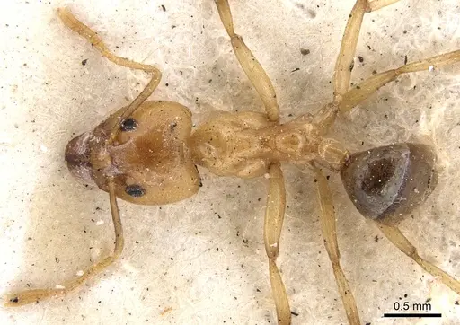 Philidris cordata - CASENT0901923