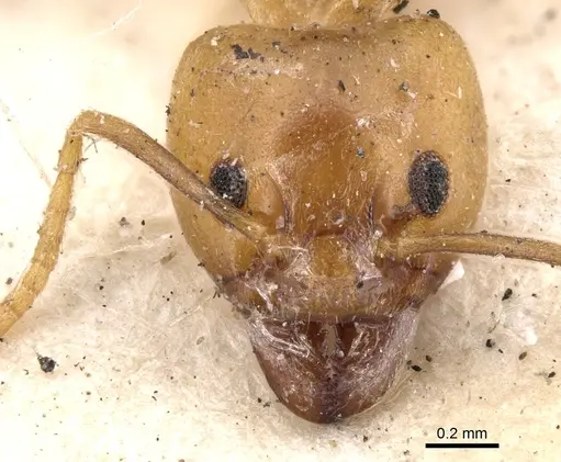 Philidris cordata - CASENT0901923