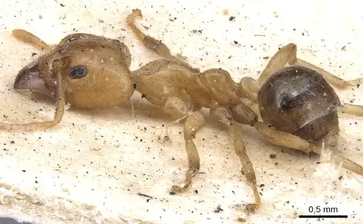 Philidris cordata - CASENT0901923