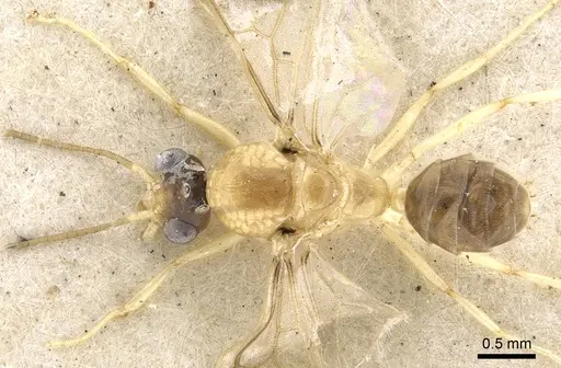 Philidris cordata - CASENT0903001