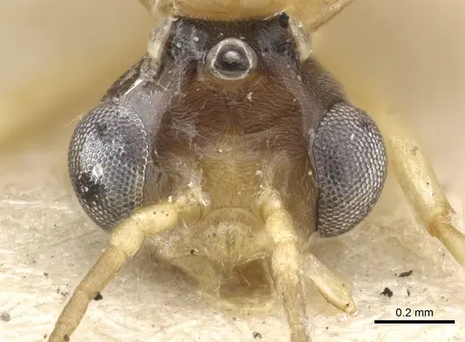 Philidris cordata - CASENT0903001