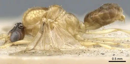 Philidris cordata - CASENT0903001