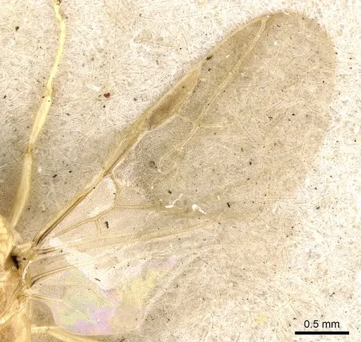 Philidris cordata - CASENT0903001