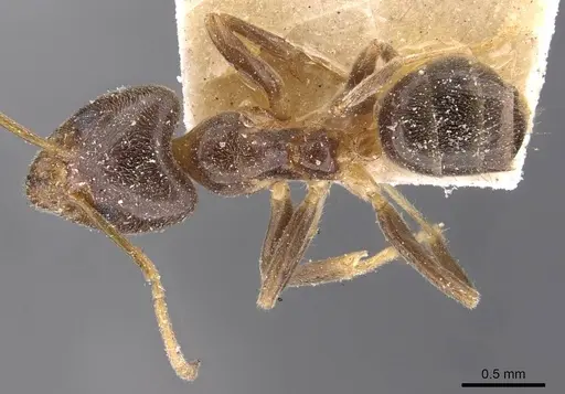 Philidris cordata - CASENT0909510