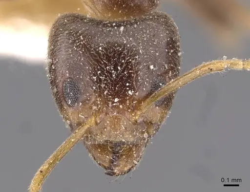 Philidris cordata - CASENT0909510