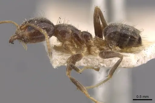 Philidris cordata - CASENT0909510