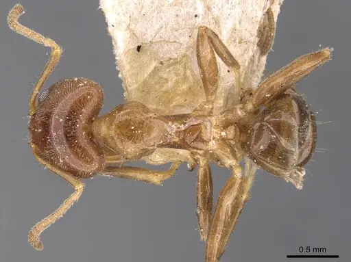 Philidris cordata - CASENT0909511