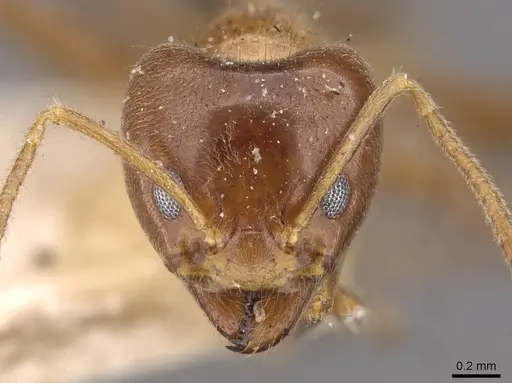 Philidris cordata - CASENT0909511