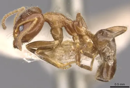 Philidris cordata - CASENT0909511