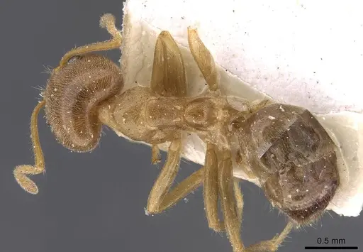 Philidris cordata - CASENT0909512