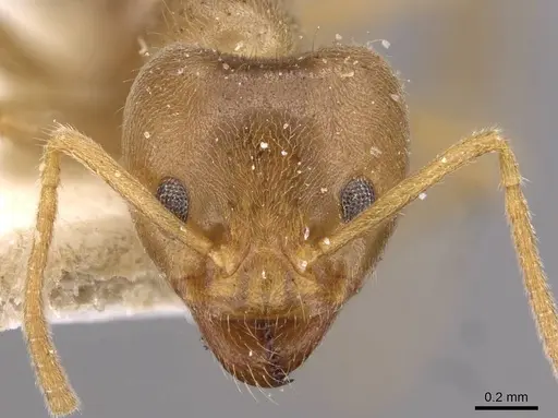 Philidris cordata - CASENT0909512