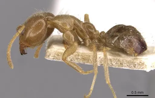 Philidris cordata - CASENT0909512