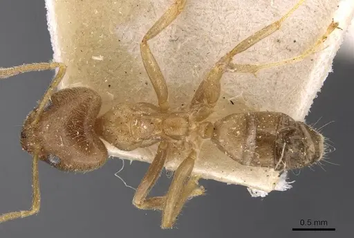 Philidris cordata - CASENT0909513